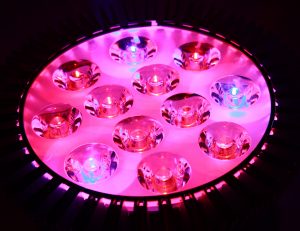 Pink and Blue LED Grow Light - Free High Resolution Photo