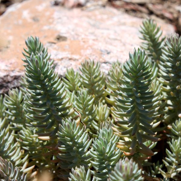 Silver Stone Sedum - Free High Resolution Photo