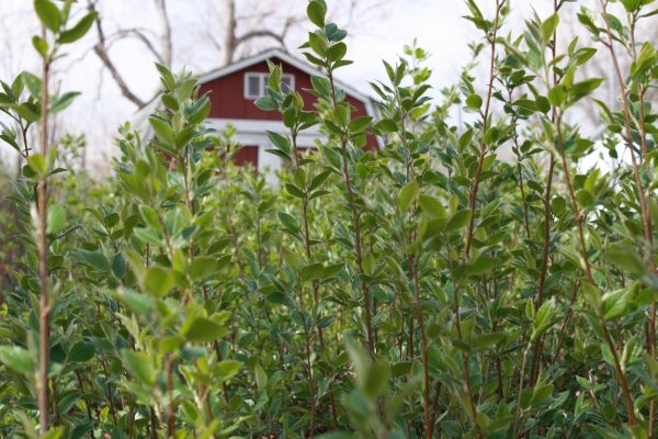 Spring Leaves with Barn in Background - Free High Resolution Photo