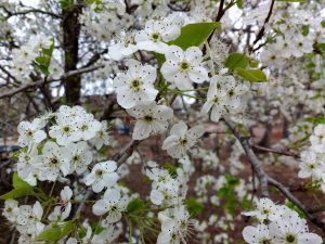 White Callery Pear Blossoms - Free High Resolution Photo