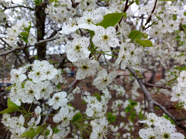 White Callery Pear Blossoms - Free High Resolution Photo