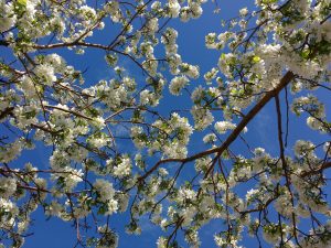 Branches of White Crabapple Blossoms - Free High Resolution Photo