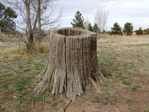Hollow Tree Stump - Free High Resolution Photo