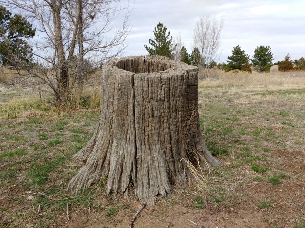 Hollow Tree Stump - Free High Resolution Photo 