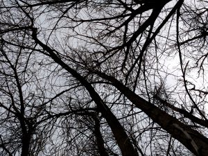 Leafless Tree Branches from Below - Free High Resolution Photo