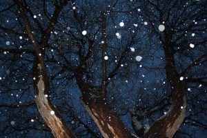 Tree from Below with Falling Snow - Free High Resolution Photo