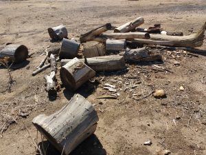 Cut Logs from Fallen Tree - Free High Resolution Photo