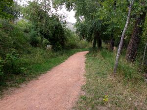 Dirt Path through Wooded Area - Free High Resolution Photo