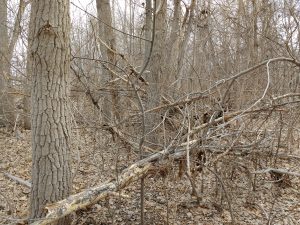 Fallen Tree Branches in Winter Woods - Free High Resolution Photo