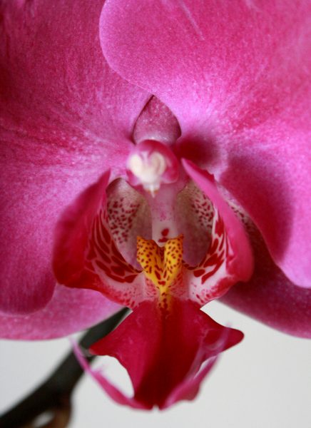 Hot Pink Orchid Close Up - Free High Resolution Photo