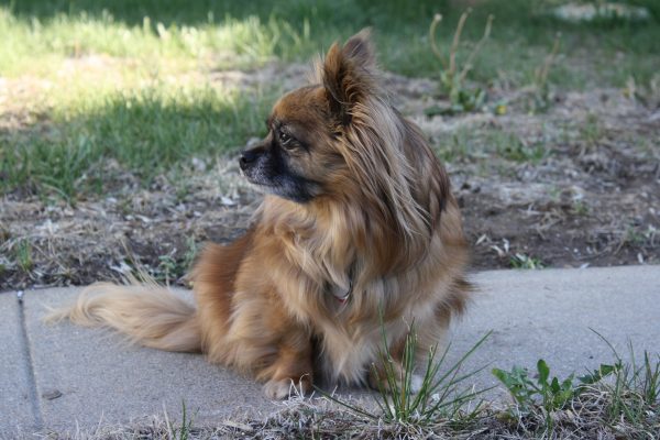 Long Haired Chihuahua Mix Dog - Free High Resolution Photo 