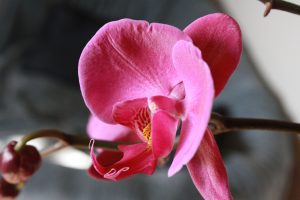 Magenta Orchid Flower - Free High Resolution Photo