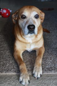 Old Brown Dog with Graying Face - Free High Resolution Photo