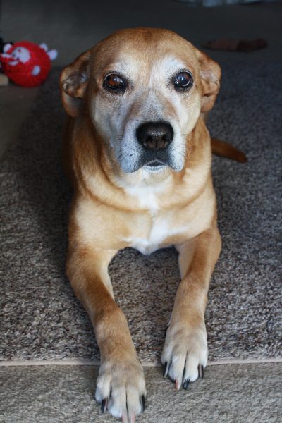 Old Brown Dog with Graying Face - Free High Resolution Photo 