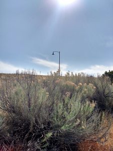 Rabbitbrush Plant with Lamp Post in Background - Free High Resolution Photo