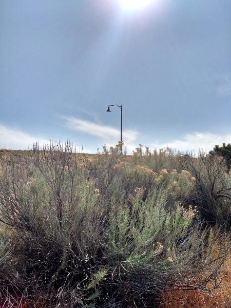 Rabbitbrush Plant with Lamp Post in Background - Free High Resolution Photo 
