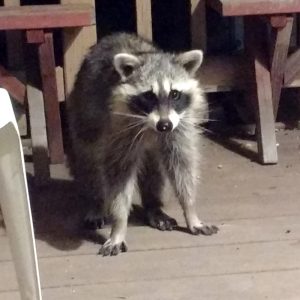 Raccoon Looking Surprised - Free Photo