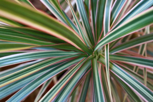 Red and Green Dragon Tree Leaves Close Up - Free High Resolution Photo