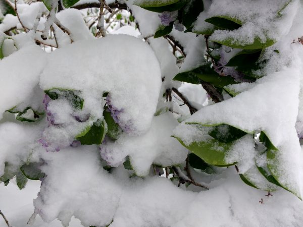 Snow Covered Lilac Blossoms - Free High Resolution Photo