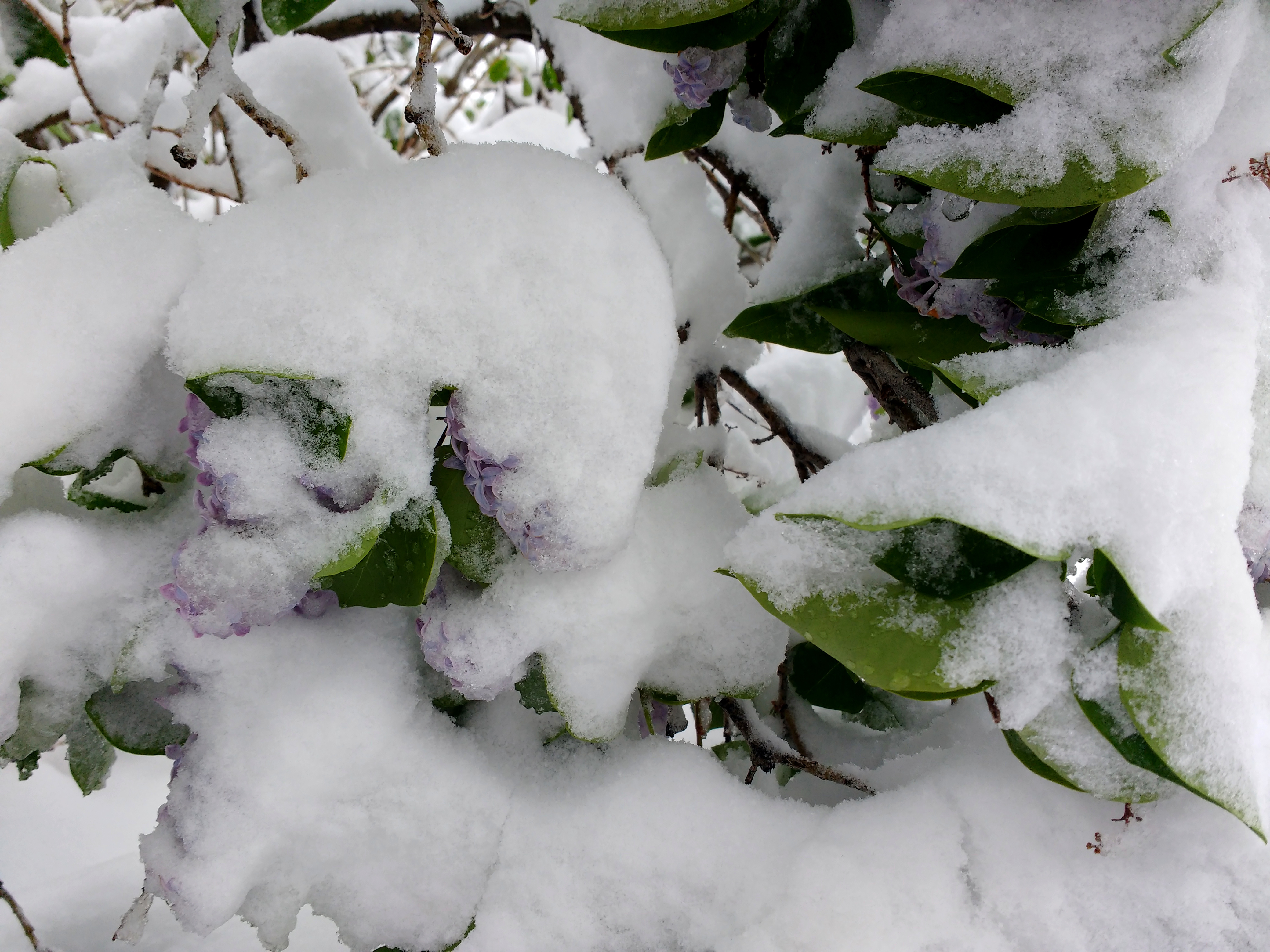 Снежок называется. Зимние кустарники. Кустарники под снегом. Кусты в снегу. Заснеженные кусты.