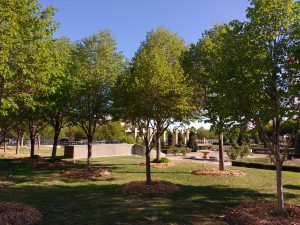 Trees with Mulch around their Trunks - Free High Resolution Photo