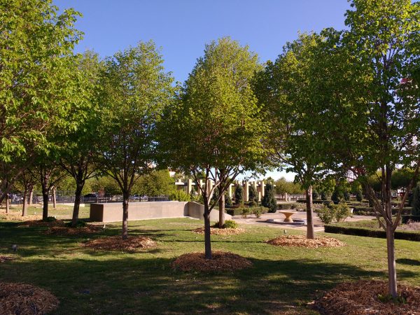 Trees with Mulch around their Trunks - Free High Resolution Photo 