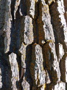 Tree Bark with Orange Lichen - Free High Resolution Photo