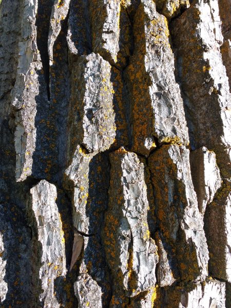 Tree Bark with Orange Lichen - Free High Resolution Photo 