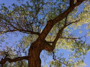 Tree from Below with Blue Sky - Free High Resolution Photo