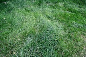 Tall Grass - Free High Resolution Photo