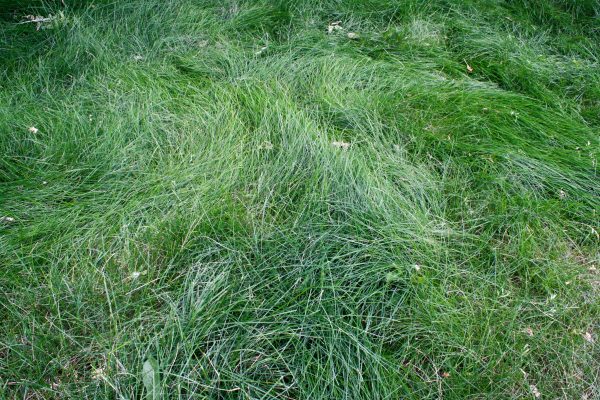 Tall Grass - Free High Resolution Photo 