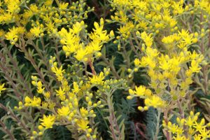 Yellow Flowers on Silver Stone Sedum - Free High Resolution Photo