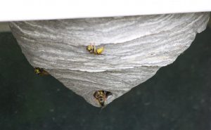 Yellowjacket Nest - Free High Resolution Photo