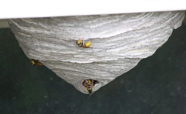 Yellowjacket Nest - Free High Resolution Photo 