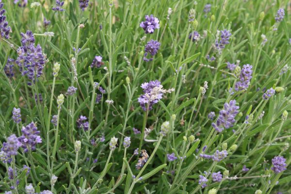 Blooming Lavender - Free High Resolution Photo 