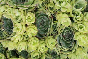 Hens and Chicks Succulent Plants - Free High Resolution Photo