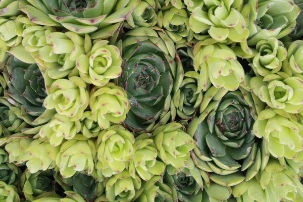 Hens and Chicks Succulent Plants - Free High Resolution Photo 