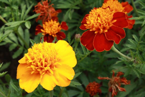 Marigold Flowers - Free High Resolution Photo 