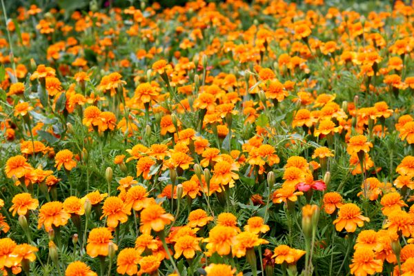Field of Marigolds - Free High Resolution Photo