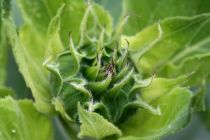 Sunflower Bud About to Bloom - Free High Resolution Photo