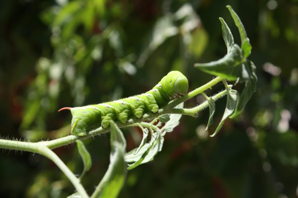 Tomato Horn Worm - Free High Resolution Photo