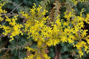 Blooming Sedum Plant - Free High Resolution Photo