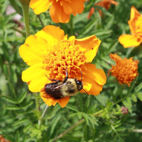 Bumble Bee on Marigold - Free High Resolution Photo