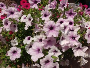 Light Purple Petunias - Free High Resolution Photo