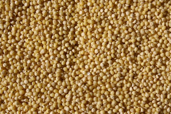 Millet Grain Texture - Free High Resolution Photo 