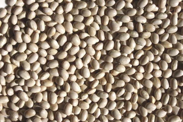 Navy Beans Texture - Free High Resolution Photo 