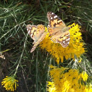Painted Lady Butterflies - Free High Resolution Photo