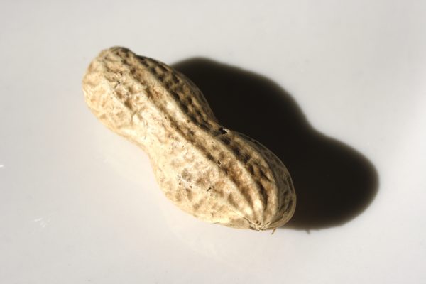 Peanut in the Shell - Free High Resolution Photo 