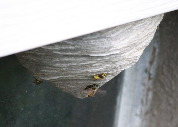 Yellow Jackets - Free High Resolution Photo