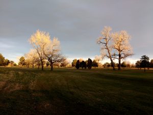 Leafless Fall Trees in the Sunlight - Free High Resolution Photo